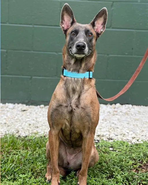 Bindi - Belgian Shepherd Malinois