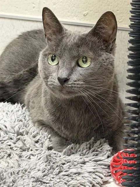 Dove - Domestic Short Hair