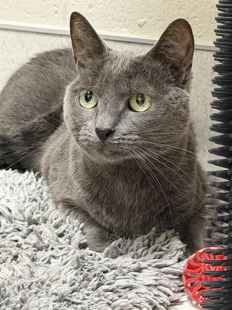 DOVE, a cat for adoption from Collier County Domestic Animal Services