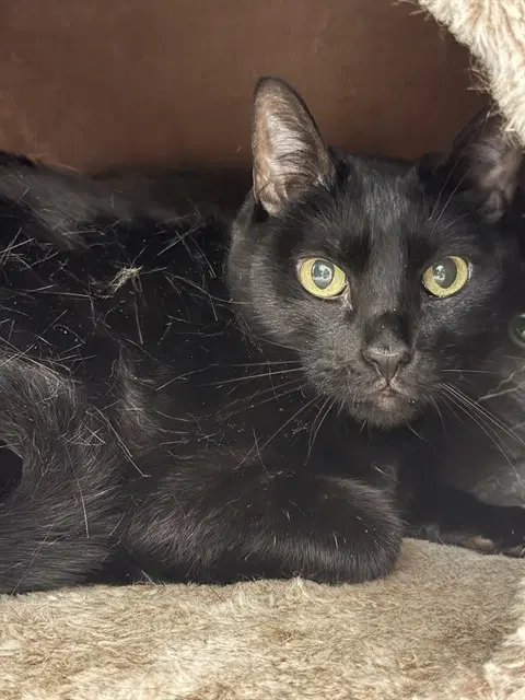 Nightingale - Domestic Short Hair