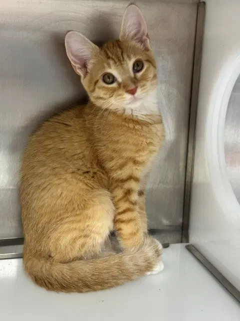 Crunchy - Domestic Short Hair