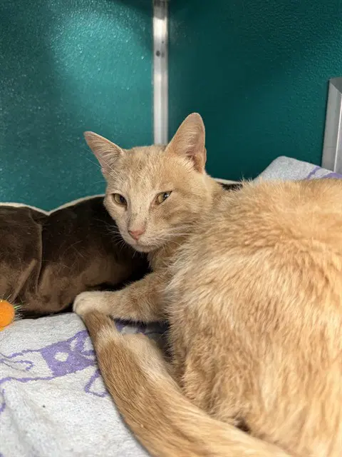Unknown - Domestic Short Hair