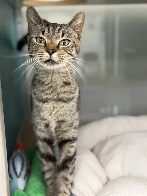 Buttercup - Domestic Short Hair