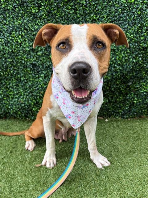 picture of the dog needing adoption