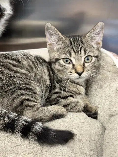 Shock - Domestic Short Hair