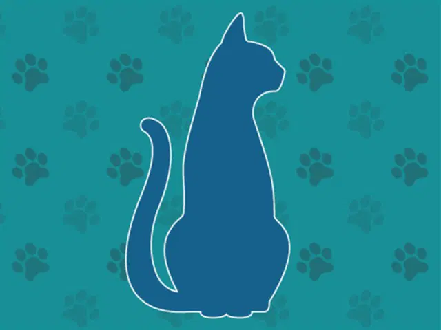 Unknown - Domestic Short Hair