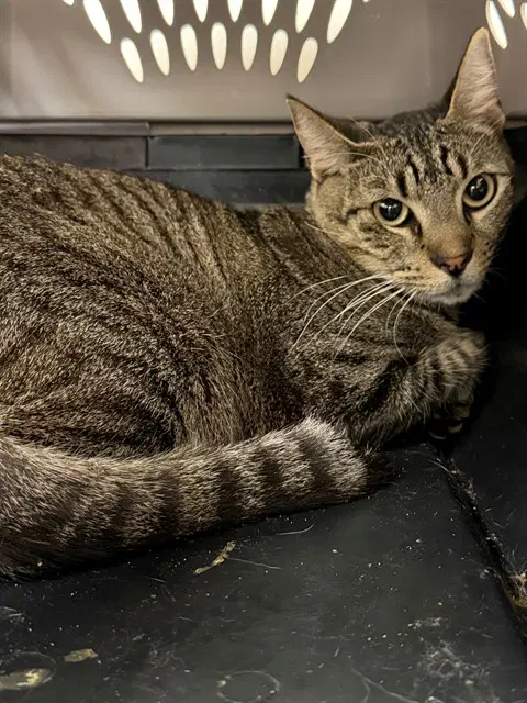 Pudnine - Domestic Short Hair