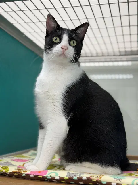 Scratch - Domestic Short Hair