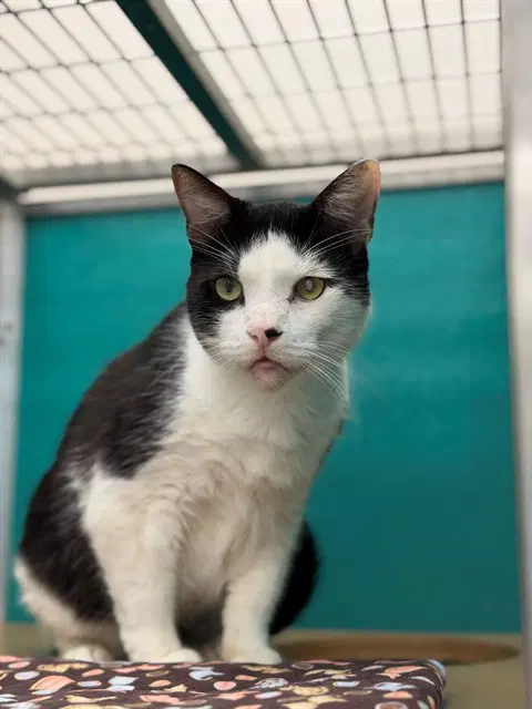 Patch - Domestic Short Hair