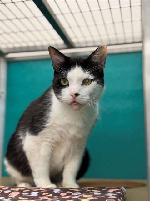 PATCH, a cat for adoption from Collier County Domestic Animal Services