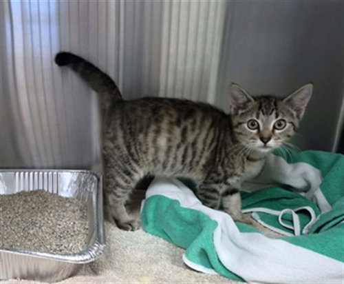 CAULDRON, a cat for adoption from Collier County Domestic Animal Services