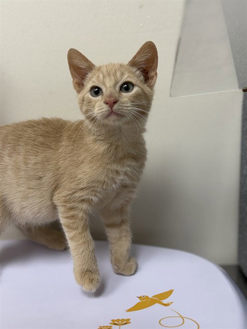 ALDI, a cat for adoption from Collier County Domestic Animal Services