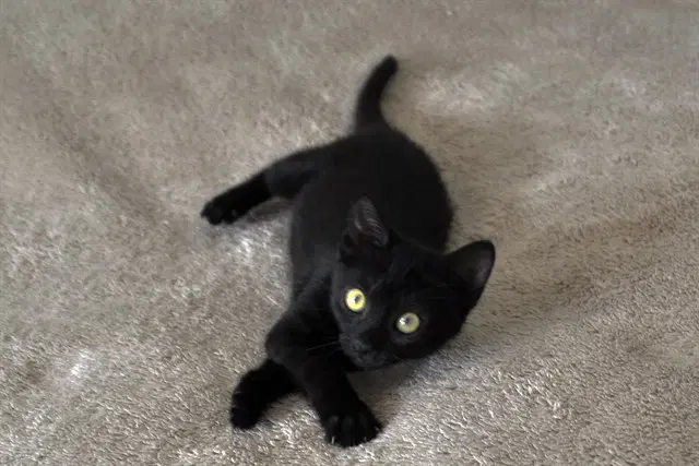 Whitney - Domestic Short Hair
