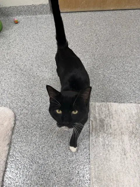 Tucker - Domestic Short Hair