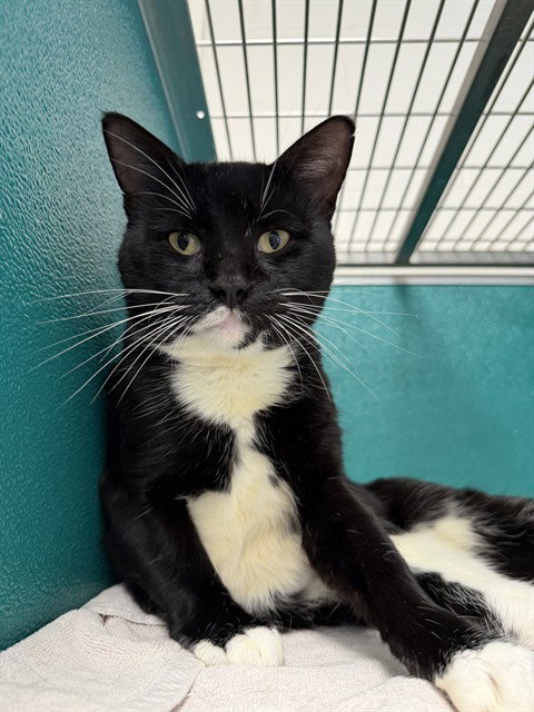 TUCKER, a cat for adoption from Collier County Domestic Animal Services