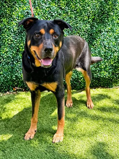 Unknown - Rottweiler