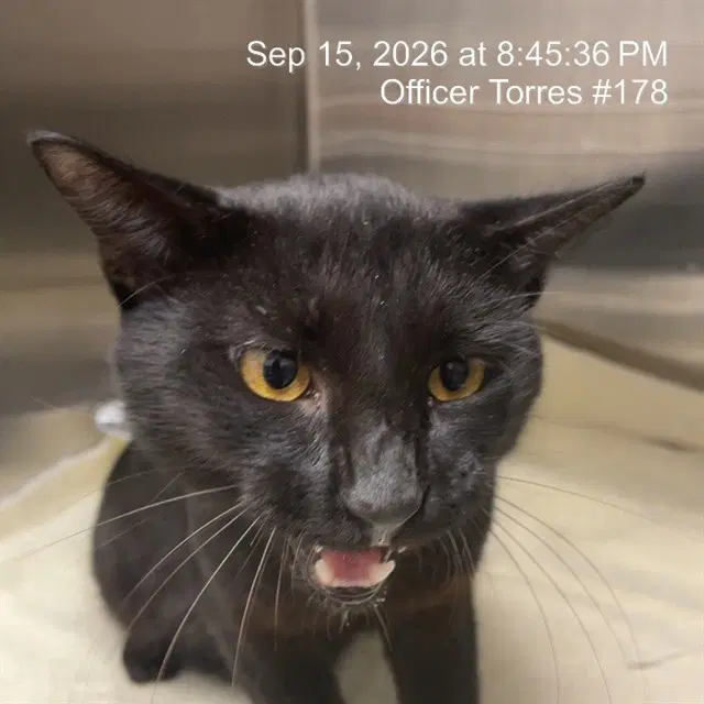 Unknown - Domestic Short Hair