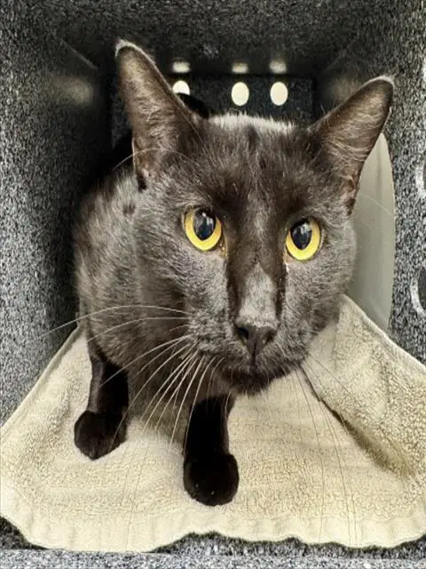 Unknown - Domestic Short Hair