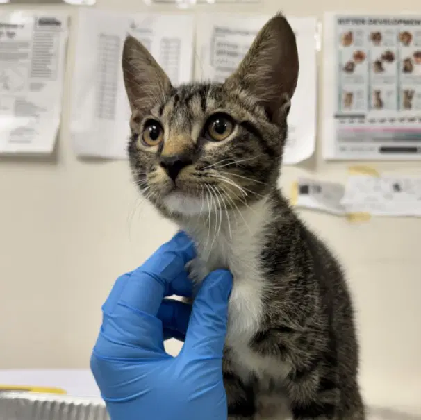 Unknown - Domestic Short Hair