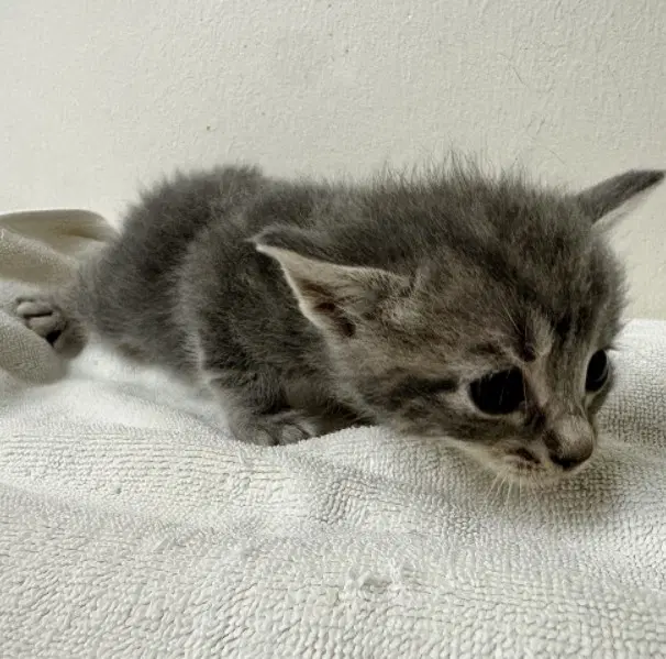 Unknown - Domestic Short Hair