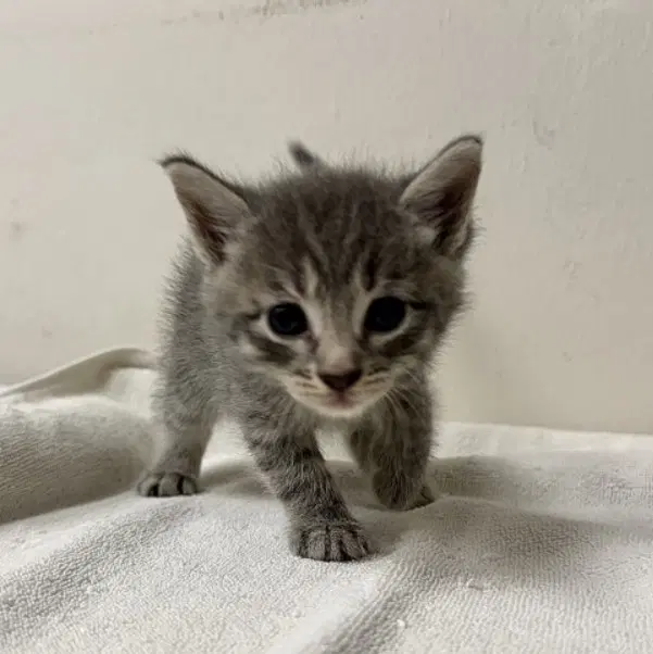 Unknown - Domestic Short Hair