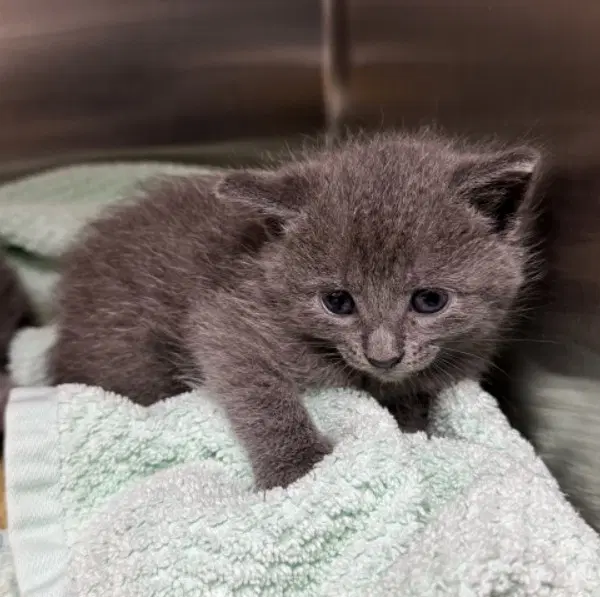 Unknown - Domestic Short Hair