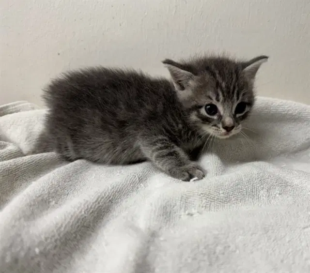 Unknown - Domestic Short Hair