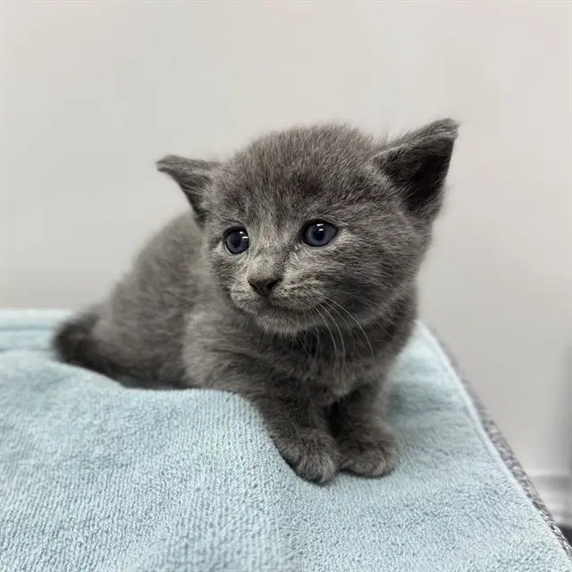 Unknown - Domestic Short Hair