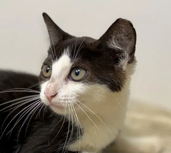 Dandelion - Domestic Short Hair