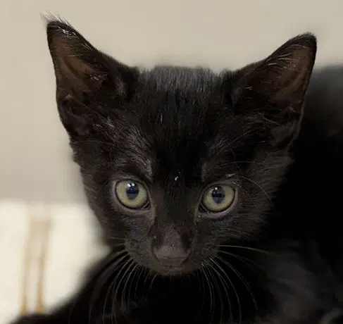 Treat - Domestic Short Hair
