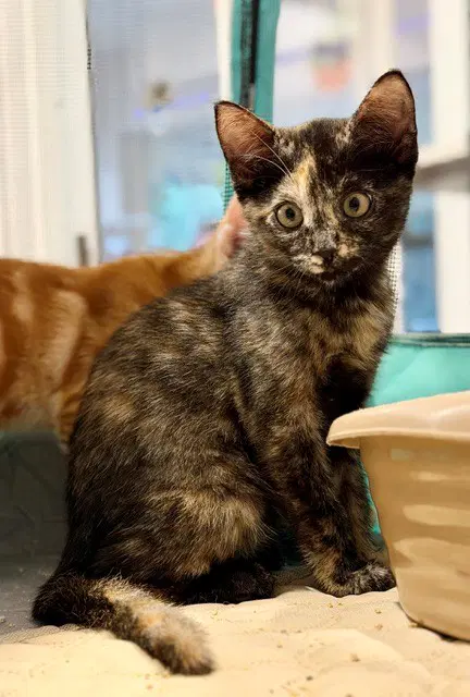 Willow - Domestic Short Hair