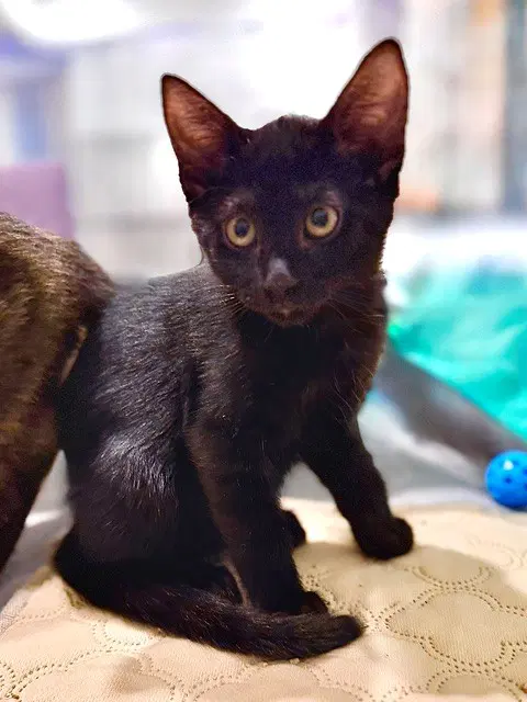 Bear - Domestic Short Hair