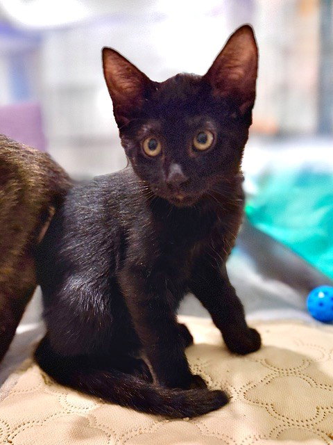 BEAR, a cat for adoption from Collier County Domestic Animal Services