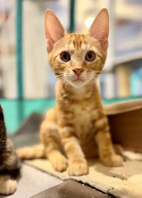 Finn - Domestic Short Hair