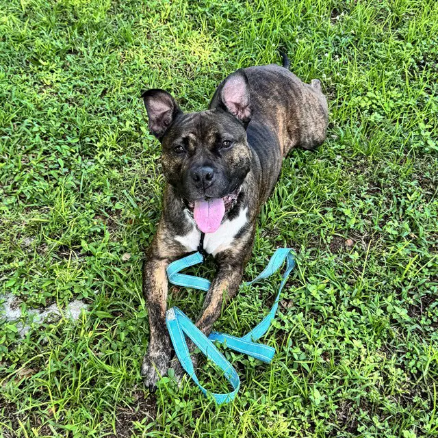 Mabel - Staffordshire Bull Terrier