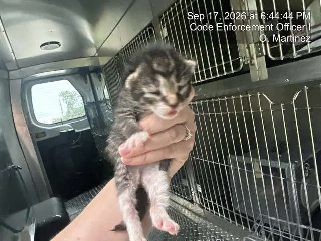 Unknown - Domestic Short Hair
