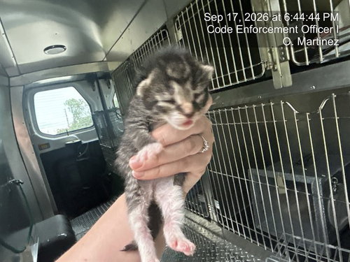 A311387, a cat for adoption from Collier County Domestic Animal Services