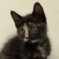 Violet - Domestic Short Hair