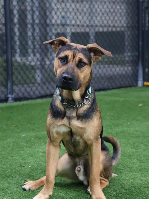 Bronx - German Shepherd Dog