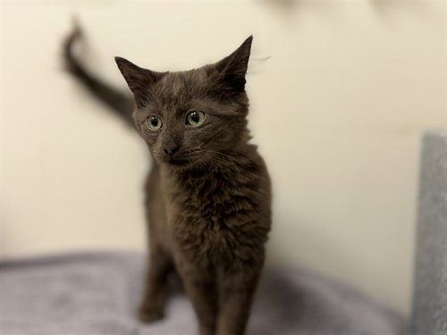 OSITO, a cat for adoption from Collier County Domestic Animal Services
