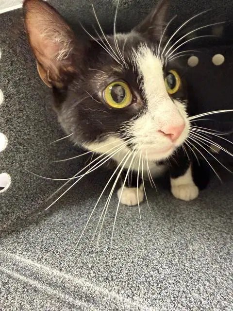 Magpie - Domestic Short Hair
