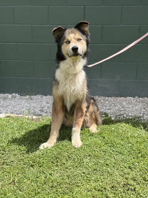 Diablo - Alaskan Malamute