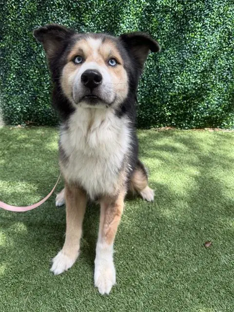 Diablo - Alaskan Malamute