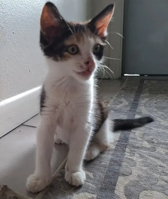 Lilly - Domestic Short Hair