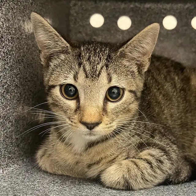 Unknown - Domestic Short Hair