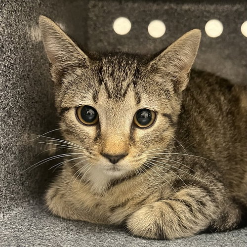 JACKSON, a cat for adoption from Collier County Domestic Animal Services