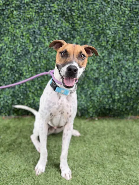 Jon Snow - Jack Russell Terrier (Parson Russell Terrier)