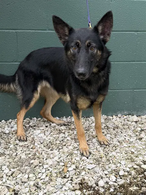 Unknown - German Shepherd Dog