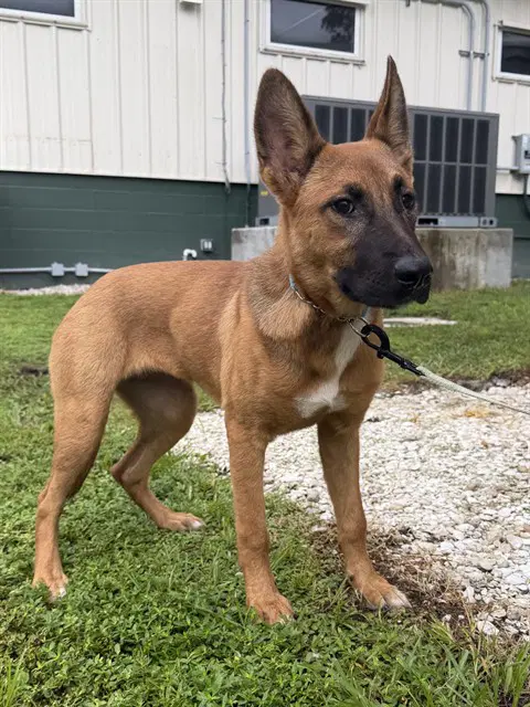Unknown - German Shepherd Dog