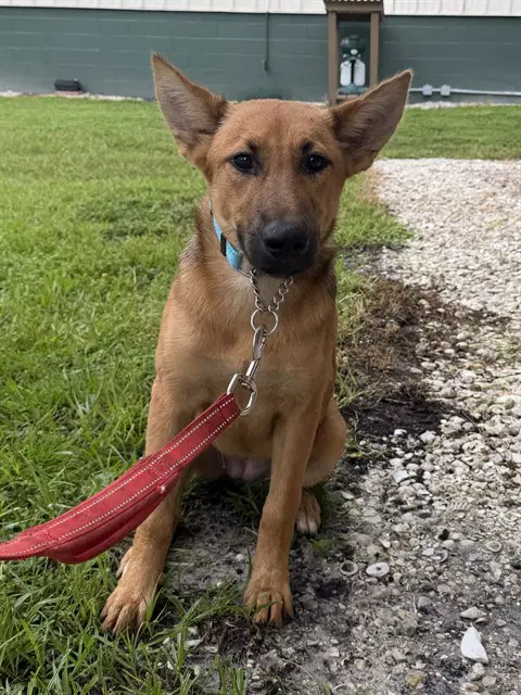 Unknown - German Shepherd Dog